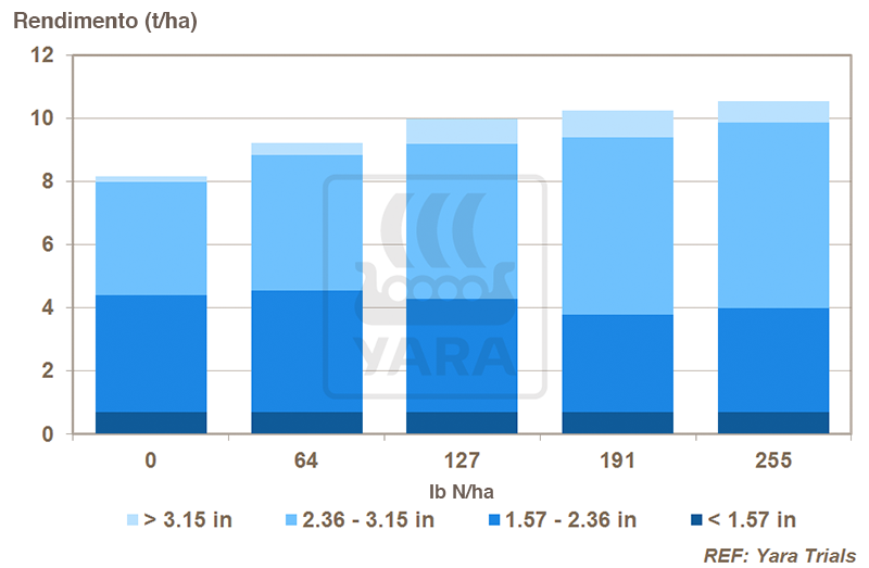 yara, fertilizante, batatas
