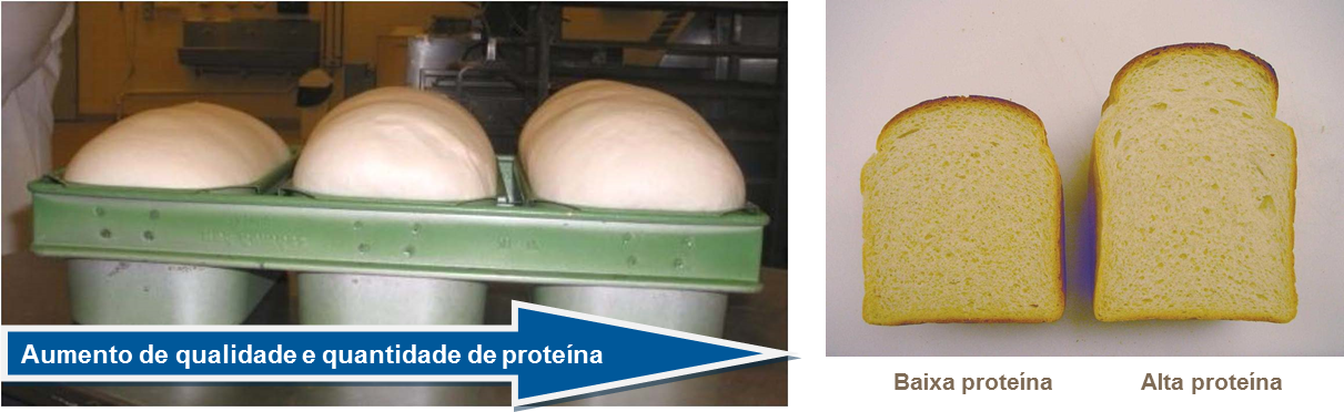 Calidad de prote&iacute;nas