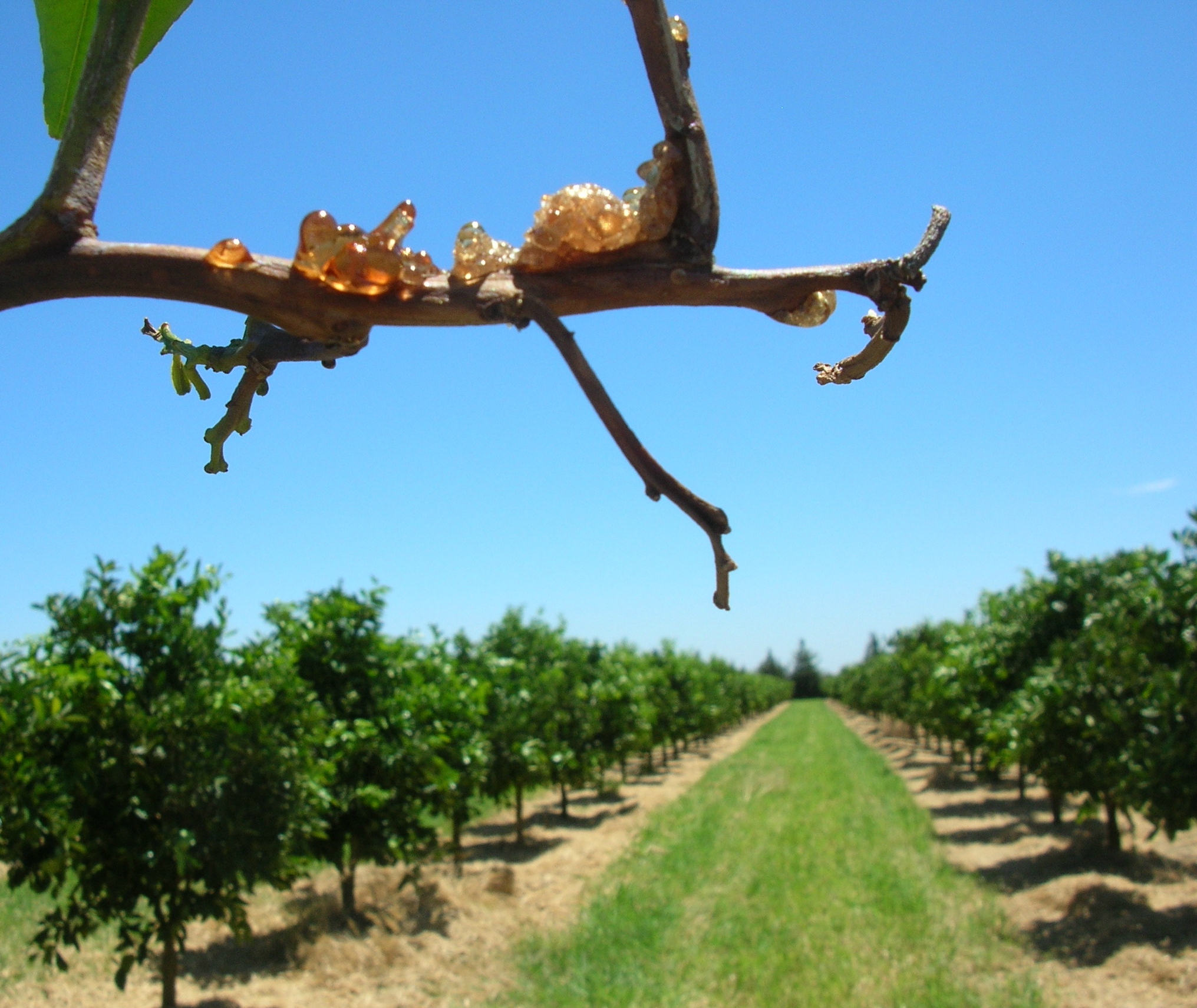 Gomosis en c&iacute;tricos