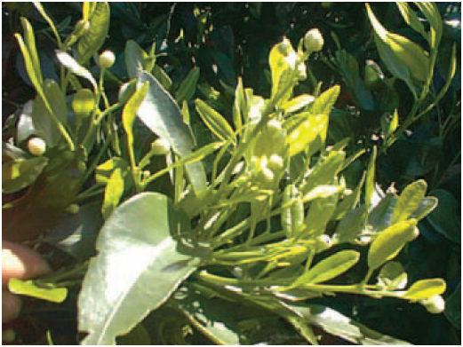 P&eacute;rdida de dominancia apical