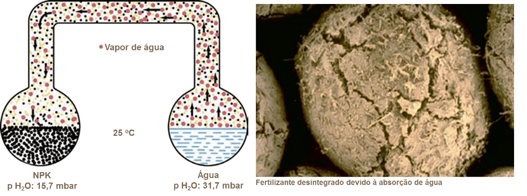 Absor&ccedil;&atilde;o de agua